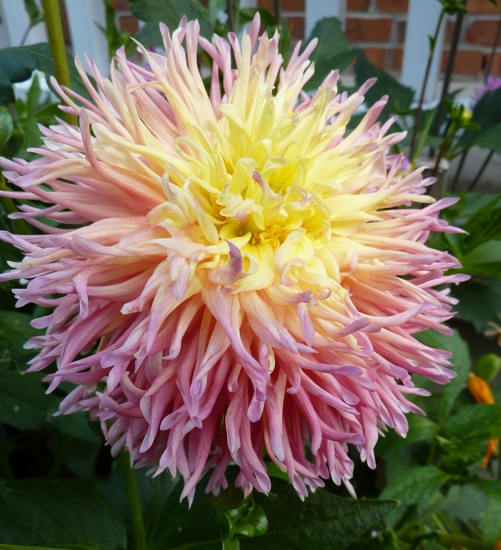 Dahlia